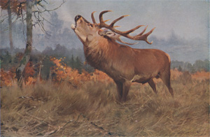 The Red Deer